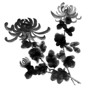 Chrysanthemum No1 - Krizantém sumi-e