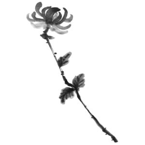 Chrysanthemum No3 - Krizantém sumi-e