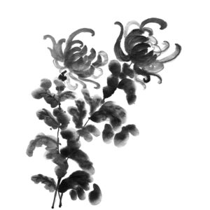 Chrysanthemum No4 - Krizantém sumi-e