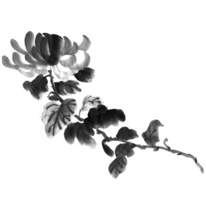 Chrysanthemum No5 - Krizantém sumi-e