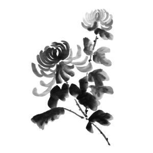 Chrysanthemum No6 - Krizantém sumi-e