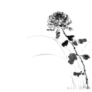 Chrysanthemum No8 - Krizantém sumi-e