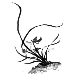 Orchid No2 - Orchidea sumi-e