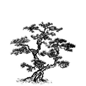 Pine No5 - Fenyő sumi-e