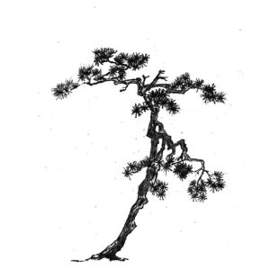 Pine No6 - Fenyő sumi-e